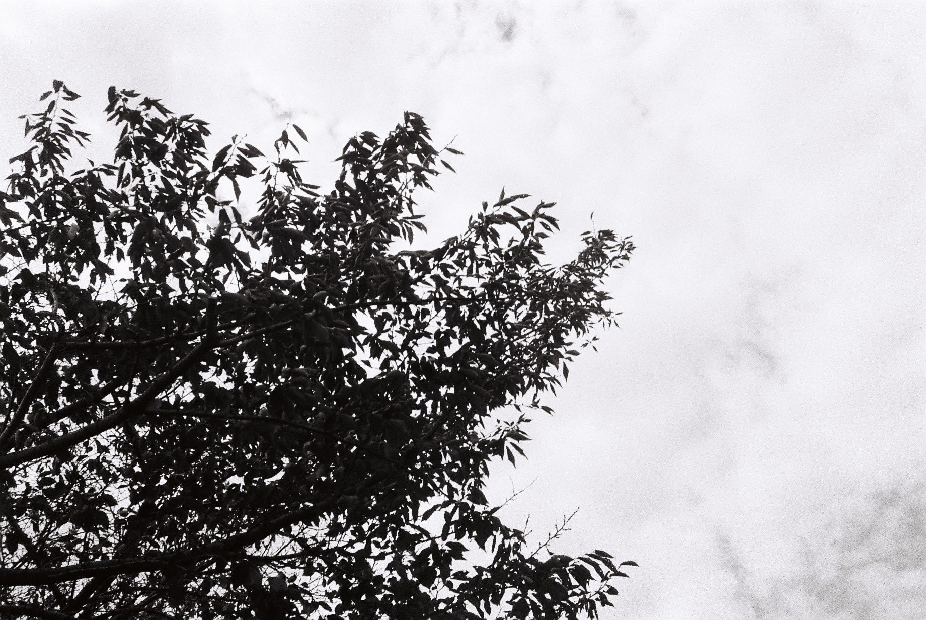 Rollei35 S